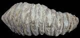 Cretaceous Fossil Oyster (Rastellum) - Madagascar #54450-1